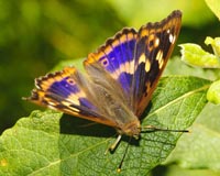 Kleiner Schillerfalter  - Zum Vergroessern klicken!